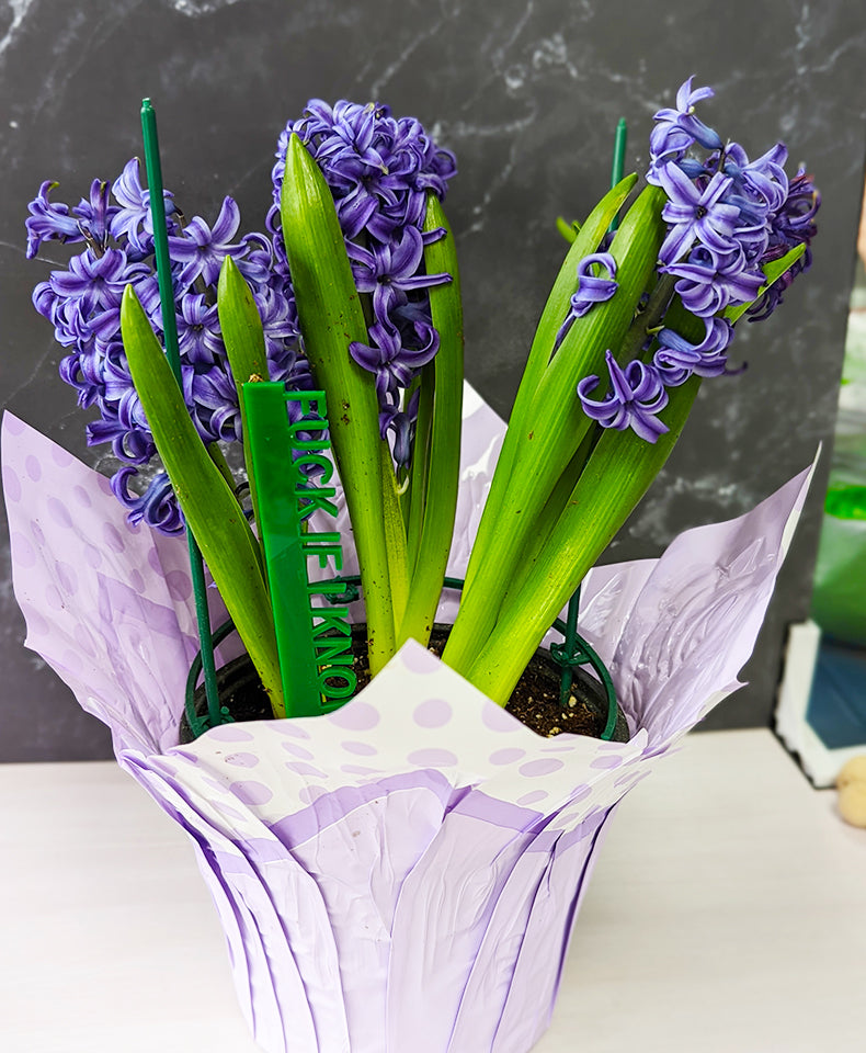 Plant stakes, garden stakes for vegetable, plant stakes funny, garden markers, plant marker set, garden decor, gift for garden lover