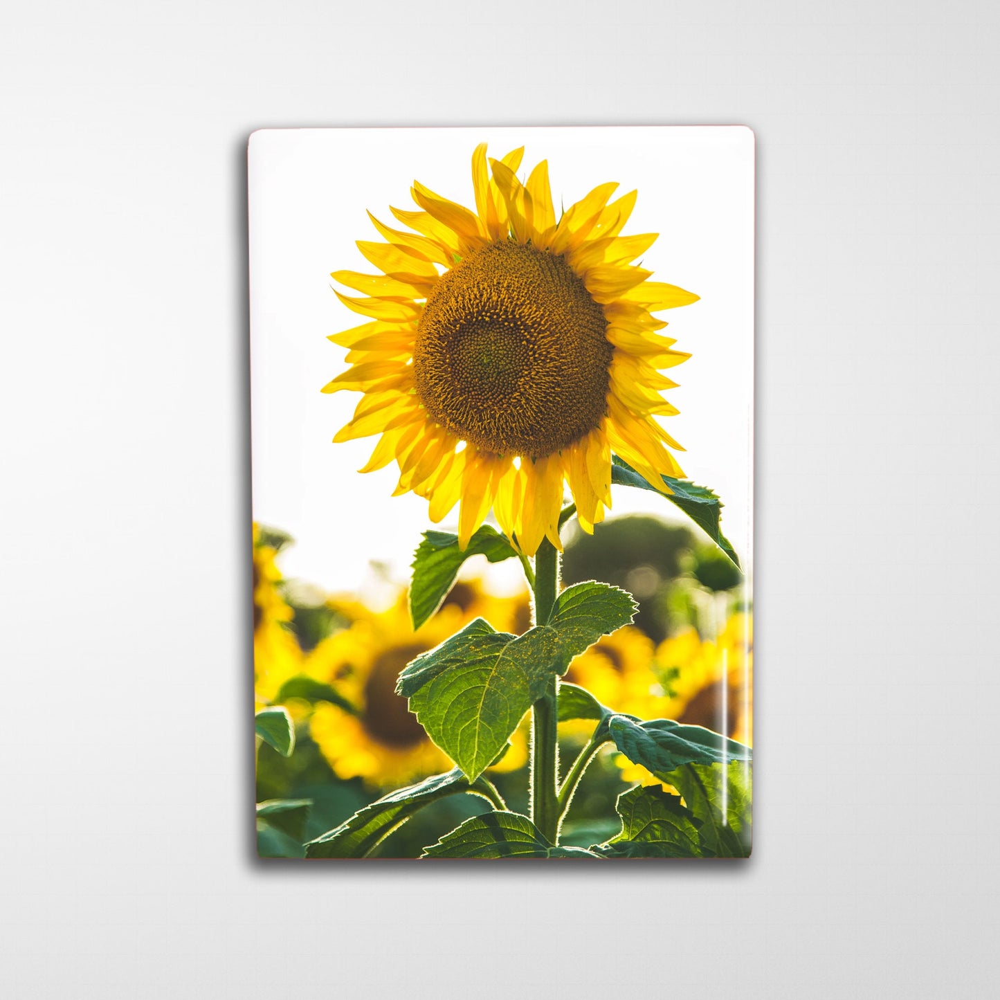 100 Custom Refrigerator Magnets 2x3"