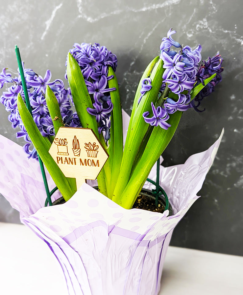 Funny Plant stakes, funny plant markers, snarky plant marker, garden markers, plant marker set, garden decor, gift for garden lover